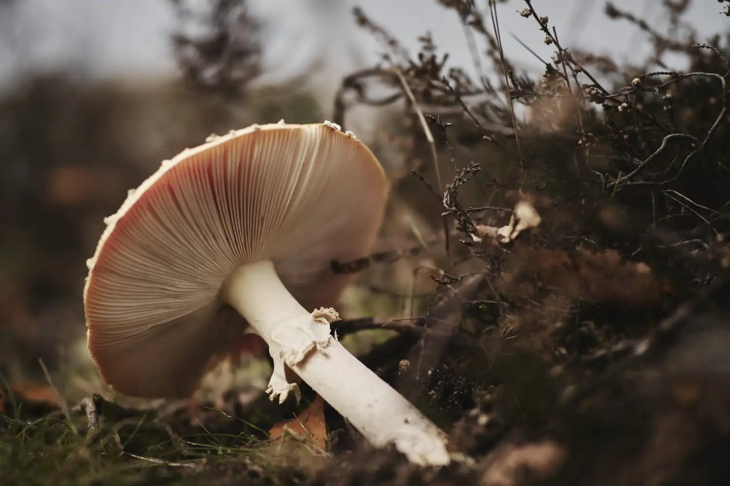 Mushroom
