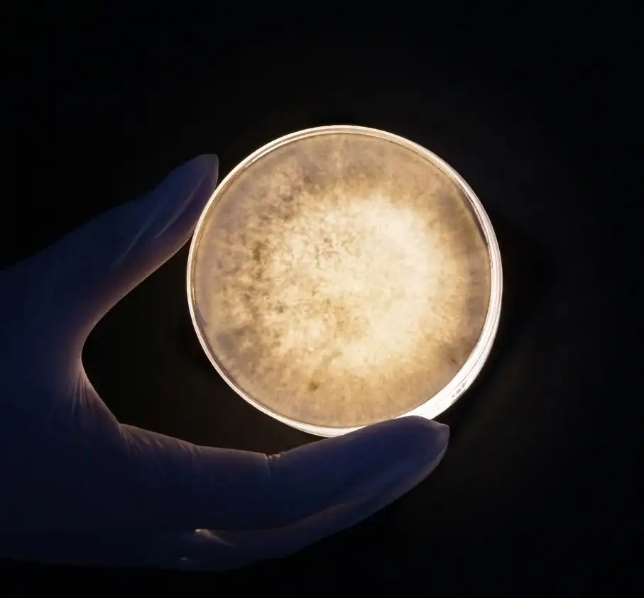 Mycelium culture